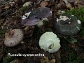 Russula cyanoxantha-amf1655-1